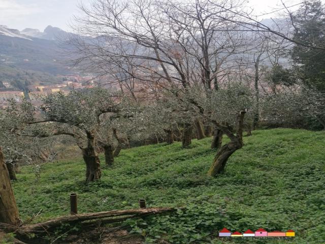 Case - Carrara terreno agricolo
