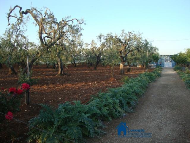 Appartamenti in Vendita - Terreno agricolo con deposito