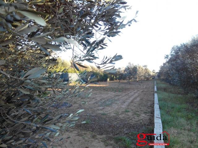 Case - Terreno-agricolo-in-vendita-a-matino-con-alberi-di-ulivo-e-da-frutto