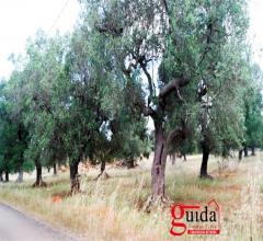 Terreno-agricolo-in-vendita-a-matino-nella-prima-periferia-del-centro-abitato-e-con-possibilità-di-e