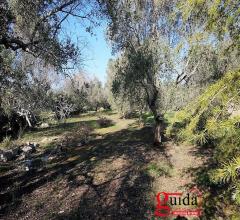 Case - Terreno-edificabile-in-vendita-a-200-mt-dal-mare-a-torre-suda-racale