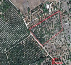 Case - Terreno-agricolo-in-vendita-a-chiesanuova-sannicola-a-pochi-km-dal-centro-abitato-e-dal-mare