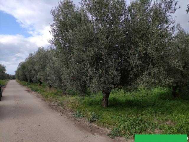 Terreno agricolo in vendita a cerignola zona torre giulia