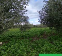 Appartamenti in Vendita - Terreno agricolo in vendita a cerignola zona torre giulia