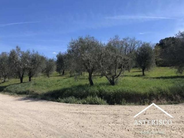 Case - Azienda agricola - pian della pieve - san quirico d'orcia (si)