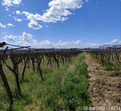 Terreno agricolo in vendita a cerignola pignatella