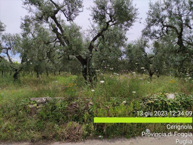 Terreno agricolo in vendita a cerignola strada comunale vecchia di barletta