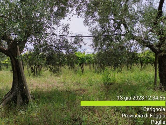 Appartamenti in Vendita - Terreno agricolo in vendita a cerignola strada comunale vecchia di barletta