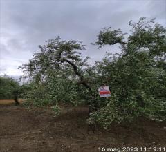 Terreno agricolo in vendita a cerignola contrada mezzanella