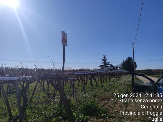 Terreno agricolo in vendita a cerignola contrada acquarulo