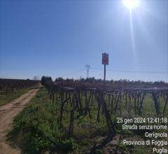 Appartamenti in Vendita - Terreno agricolo in vendita a cerignola contrada acquarulo