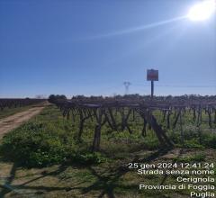 Appartamenti in Vendita - Terreno agricolo in vendita a cerignola contrada acquarulo