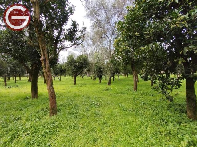 Appartamenti in Vendita - Terreno agricolo in vendita a cittanova periferia