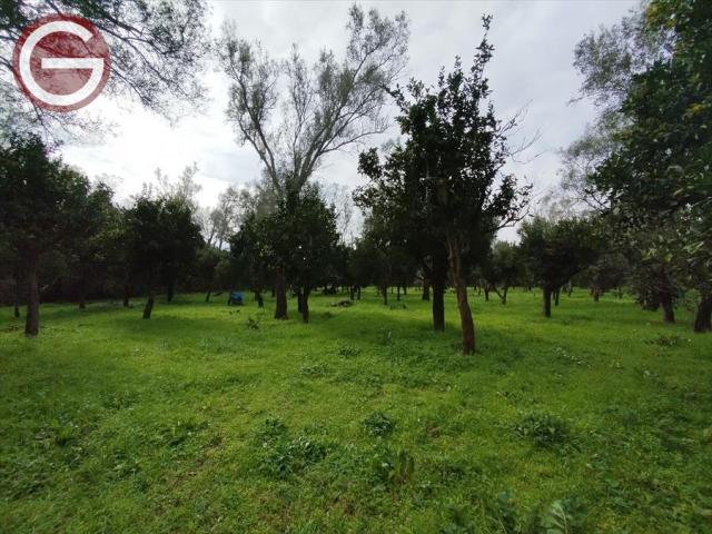 Appartamenti in Vendita - Terreno agricolo in vendita a cittanova periferia