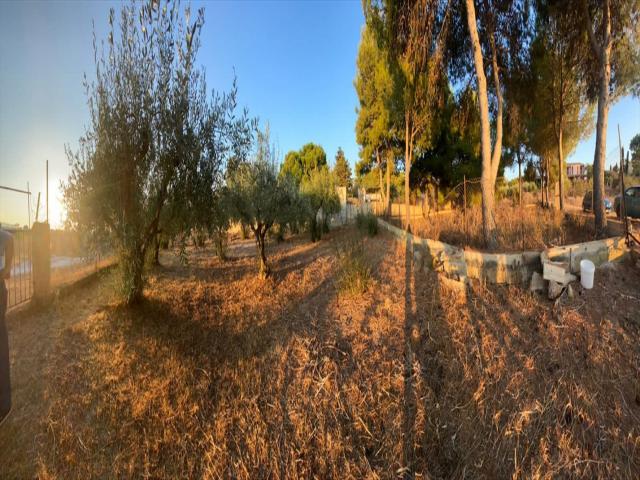 Appartamenti in Vendita - Terreno agricolo in vendita a custonaci cornino