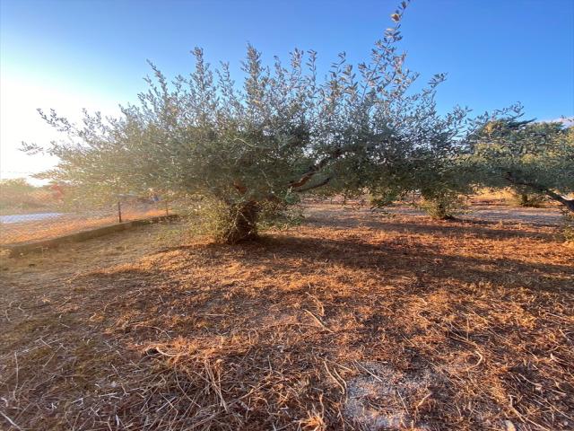 Appartamenti in Vendita - Terreno agricolo in vendita a custonaci cornino