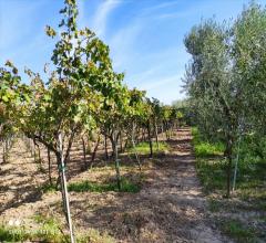 Terreno agricolo in vendita a cerignola zona  "olmo"