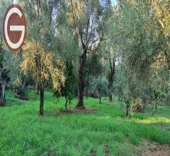 Appartamenti in Vendita - Terreno agricolo in vendita a taurianova zona semicentrale