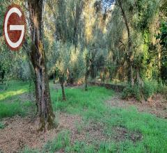 Appartamenti in Vendita - Terreno agricolo in vendita a taurianova zona semicentrale