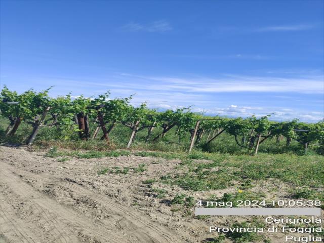 Appartamenti in Vendita - Terreno agricolo in vendita a cerignola contrada " viro"