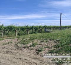 Appartamenti in Vendita - Terreno agricolo in vendita a cerignola contrada " viro"