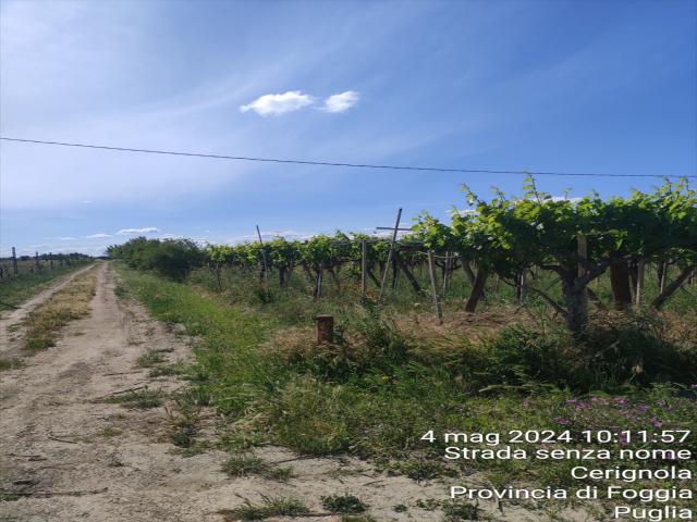 Appartamenti in Vendita - Terreno agricolo in vendita a cerignola contrada " viro"