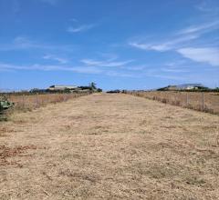 Terreno agricolo in vendita a misiliscemi palma