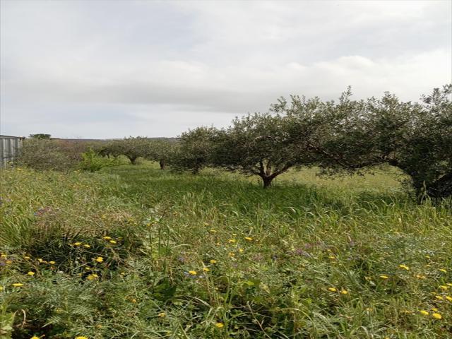 Appartamenti in Vendita - Terreno agricolo in vendita a erice napola