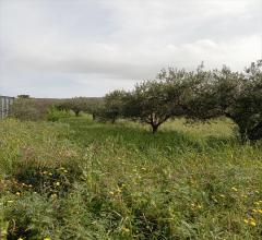 Appartamenti in Vendita - Terreno agricolo in vendita a erice napola