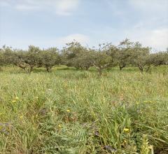 Appartamenti in Vendita - Terreno agricolo in vendita a erice napola