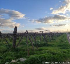 Appartamenti in Vendita - Terreno agricolo in vendita a cerignola contrada  macchione
