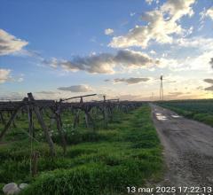 Appartamenti in Vendita - Terreno agricolo in vendita a cerignola contrada  macchione