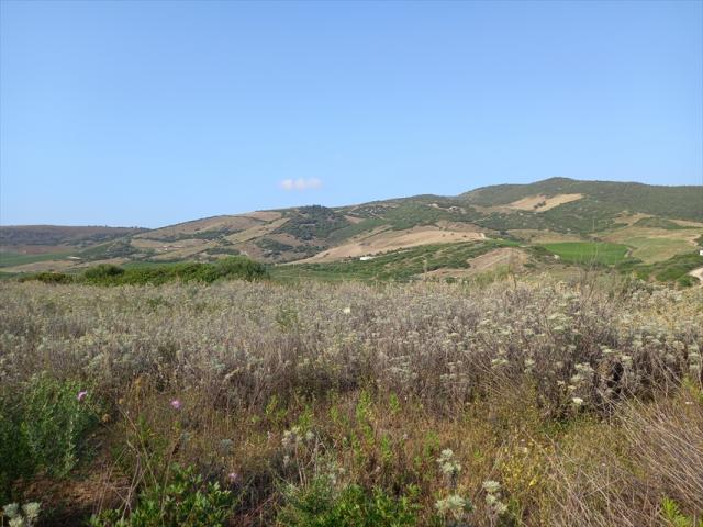 Appartamenti in Vendita - Terreno agricolo in vendita a sorso periferia