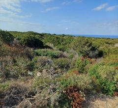 Appartamenti in Vendita - Terreno agricolo in vendita a stintino cala scoglietti "tanca di li baddi"