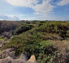 Appartamenti in Vendita - Terreno agricolo in vendita a stintino cala scoglietti "tanca di li baddi"