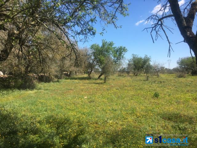 Appartamenti in Vendita - Galatina, terreno agricolo di circa 12.500 mq con trulli