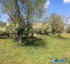 Appartamenti in Vendita - Galatina, terreno agricolo di circa 12.500 mq con trulli