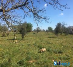 Appartamenti in Vendita - Galatina, terreno agricolo di circa 12.500 mq con trulli