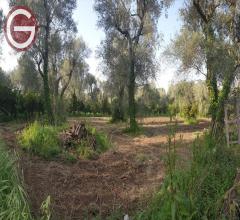 Appartamenti in Vendita - Terreno agricolo in vendita a taurianova centrale