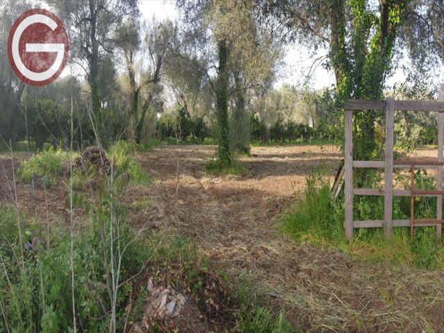 Appartamenti in Vendita - Terreno agricolo in vendita a taurianova centrale