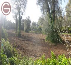 Appartamenti in Vendita - Terreno agricolo in vendita a taurianova centrale