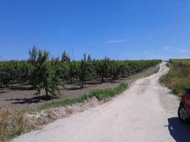 Appartamenti in Vendita - Terreno agricolo in vendita a cerignola sp 231