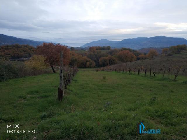 Case - Vicinanze collescipoli: terreno agricolo con vigna