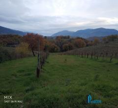 Vicinanze collescipoli: terreno agricolo con vigna