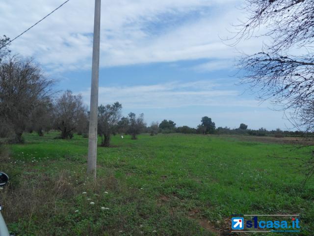 Case - Galatone terreno agricolo in c.da camascia