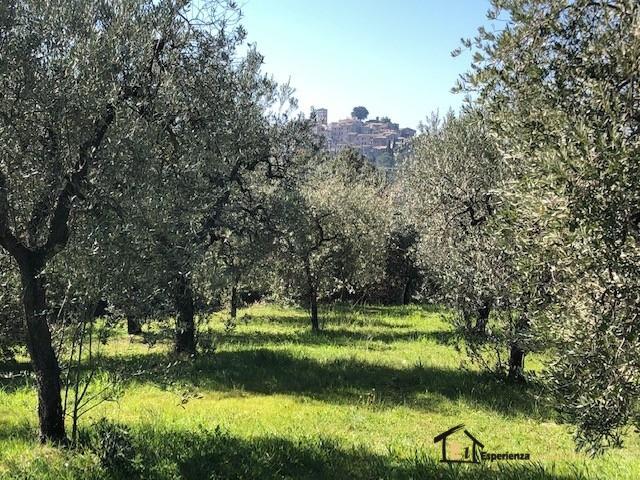 Terreno agricolo con uliveto