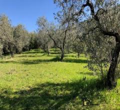 Case - Terreno agricolo con uliveto