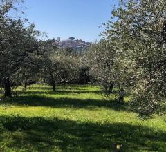 Case - Terreno agricolo con uliveto