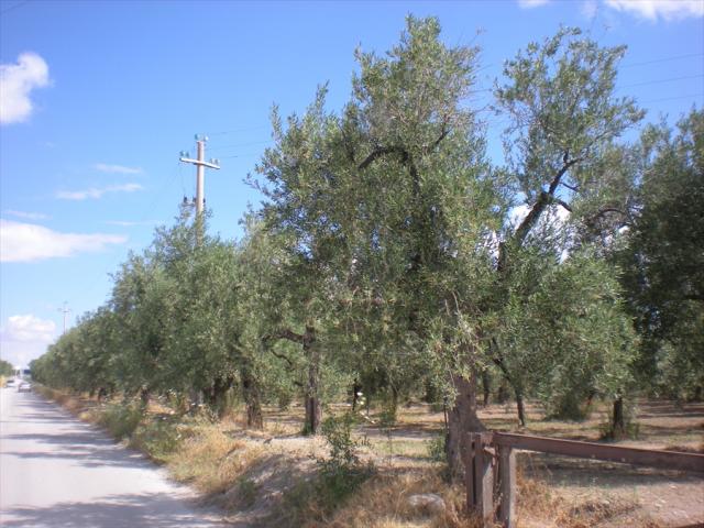 Terreno agricolo in vendita a cerignola contrada pescariello-varratella