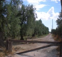 Appartamenti in Vendita - Terreno agricolo in vendita a cerignola contrada pescariello-varratella